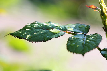 Similar image 794633