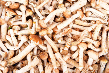 Similar image 794696