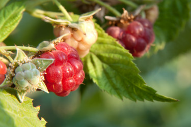 Similar image 794706