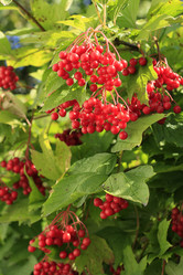 Similar image 794755