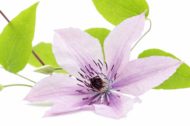 Similar image 795238