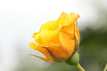 Similar image 795245