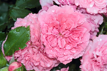 Similar image 795246