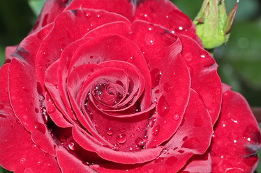 Similar image 795250