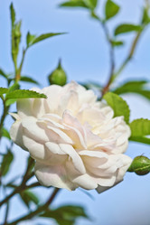 Similar image 795254