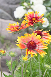 Similar image 795256