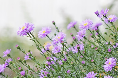 Similar image 795264