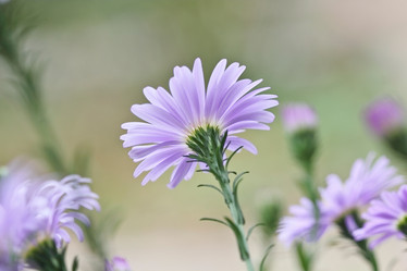 Similar image 795265