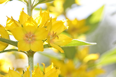 Similar image 795267