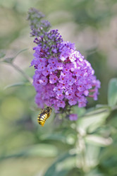 Similar image 795274