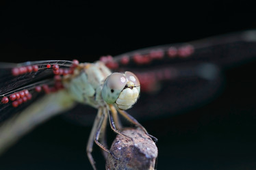 Similar image 795284