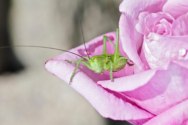 Similar image 795287