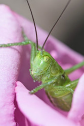 Similar image 795288