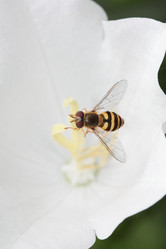 Similar image 795292