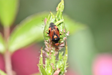 Similar image 795297