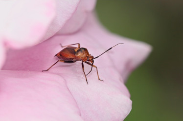 Similar image 795299