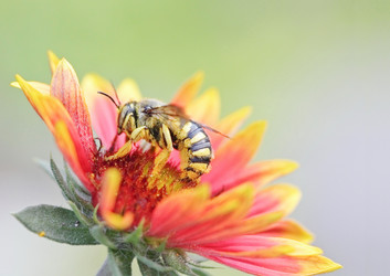 Similar image 795300