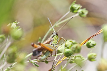 Similar image 795303