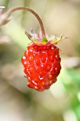 Similar image 795310