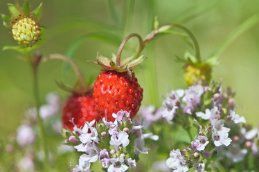 Similar image 795311