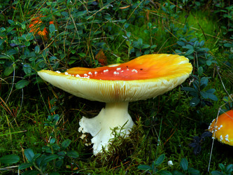 Similar image 795373