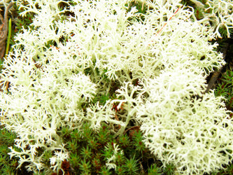 Similar image 795385