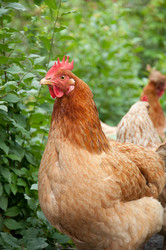 Similar image 795998