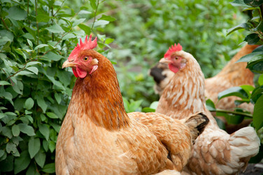 Similar image 796000