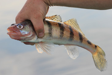 Similar image 796263