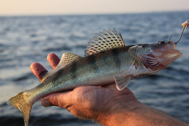 Similar image 796266