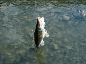 Similar image 796268