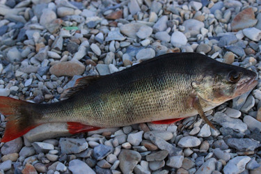 Similar image 796282