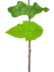 Similar image 796378