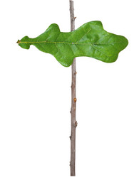 Similar image 796380