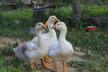 Similar image 796398