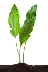 Similar image 796419