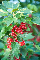 Similar image 796506