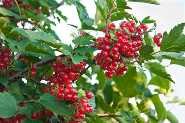 Similar image 796507