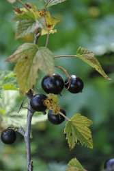 Similar image 796796