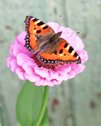 Similar image 796998