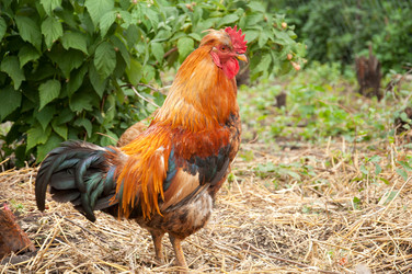 Similar image 797309