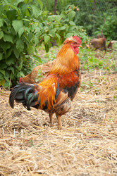 Similar image 797317