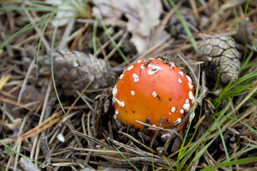 Similar image 797637