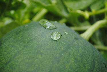 Similar image 797848