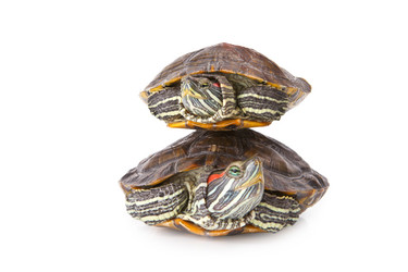 Similar image 797992