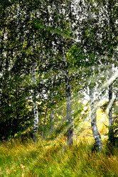 Similar image 798230