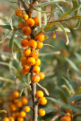 Similar image 799085