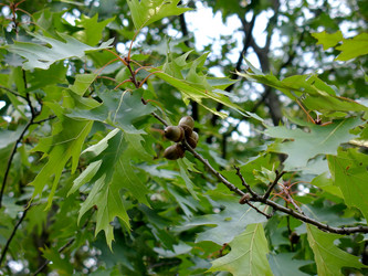 Similar image 799206