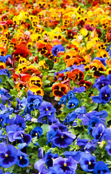 Similar image 799295