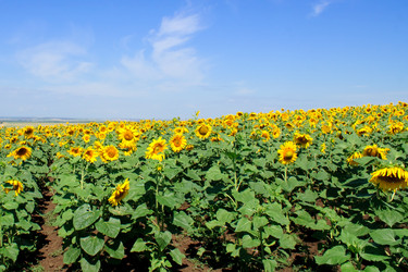 Similar image 799370